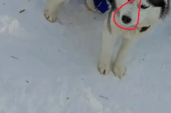 Пропала собака на Ново-Юдинской, Казань