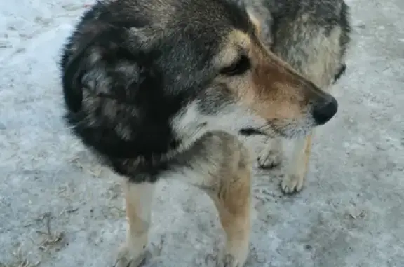 Найдена добрая собака на улице Ключ-Камышенское Плато, Новосибирск