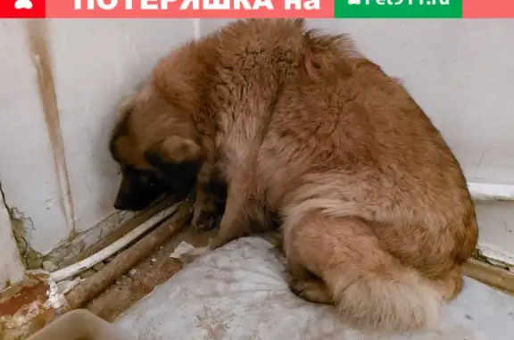 Собака на ул. Брюсова, 33, Краснодар с поврежденной лапкой и спокойным характером