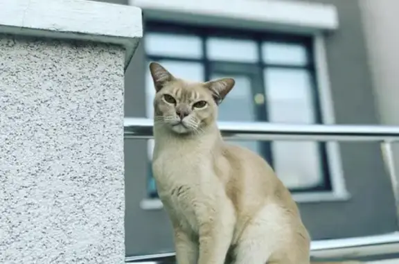 Пропала бурманская кошка Риччи в Казани