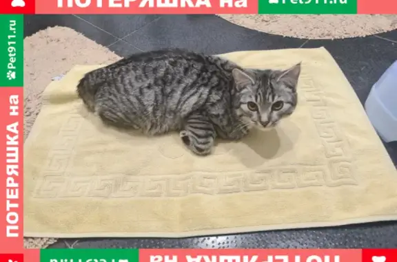 Пропала кошка на улице Дзержинского, 39 в Вологде.