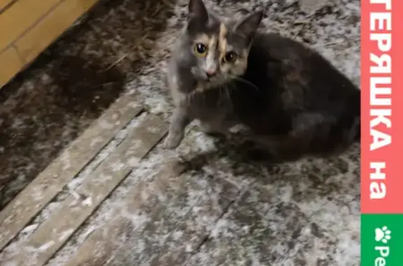 Найдена кошка в Первомайском районе, г. Ростов-на-Дону