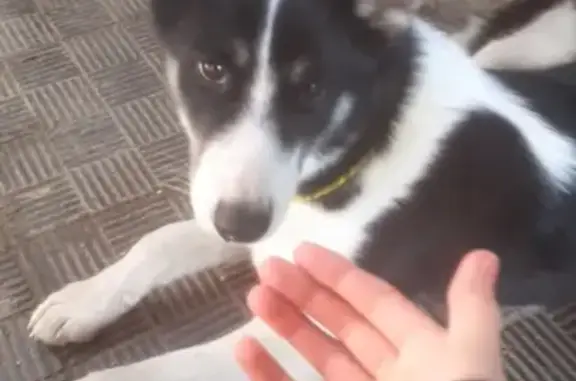 Найдена собака на ул. Парфёнова, 8А, Петрозаводск