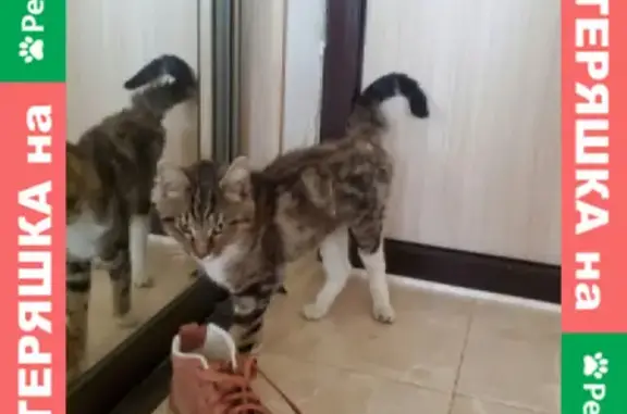 Худая кошка найдена на Омской улице