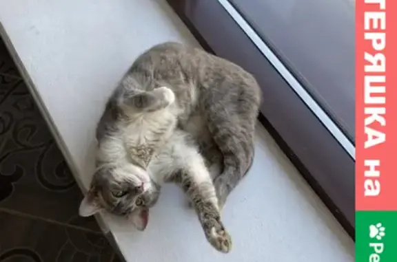 Найден кот на Чистопольской 16 в Казани