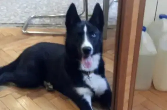 Найдена собака породы Лайка на Дворцовой площади, Санкт-Петербург