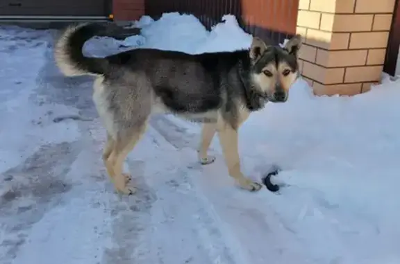 Найден пёс с ошейником в Нагаево