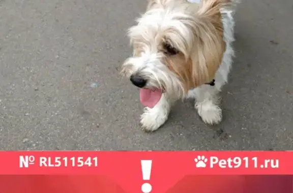 Пропала собака Пират в СНТ Зелёный Ветер 1, 15 км от Москвы
