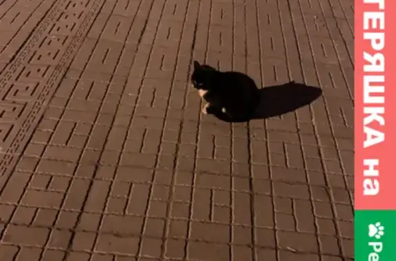Найдена кошка в центре Абакана, улица Вяткина, 27