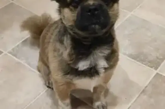 Потерянные животные Нижний Новгород, фото: Пропала собака на ул. Прыгунова, Нижний Новгород