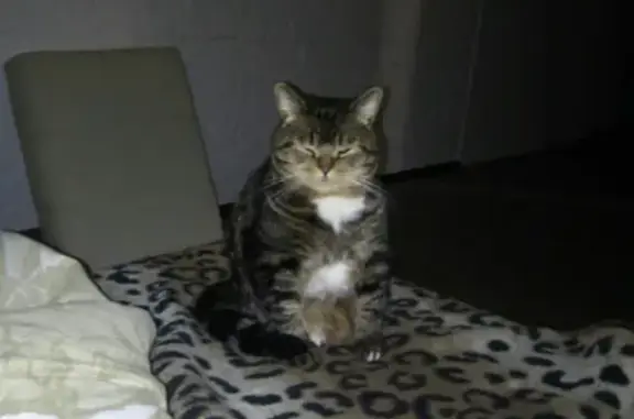 Кошки потеряшки, Ярославль, фото: Потеряшка кот Ричард на пр. Ленина 23 и 25, Ярославль