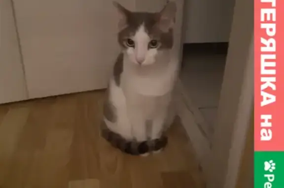 Кошки потеряшки, Ижевск, фото: Потеряшка кошка на Авангардной, Ижевск