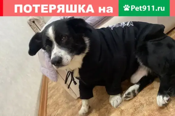 Пропала собака Шарик на улице Зорге, Новосибирск