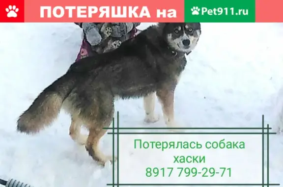 Пропала собака на улице Ахметова, Уфа