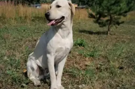 Пропала собака Персик в БелоЯрском районе, возможно на трассе