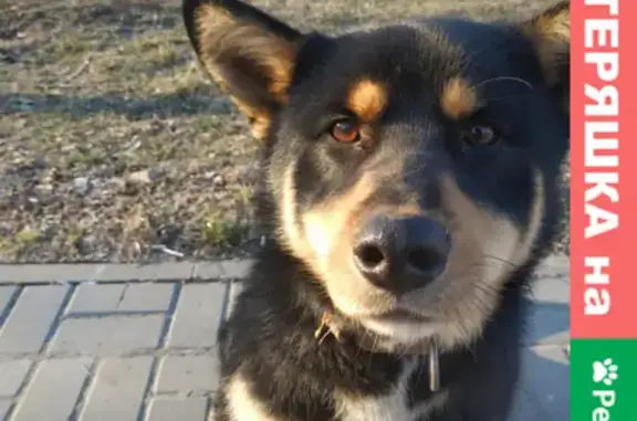 Собака ищет хозяина на ул. Еременко, Ростов-на-Дону
