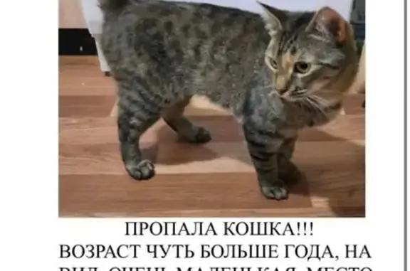 Пропала кошка на Никольской улице в Петергофе