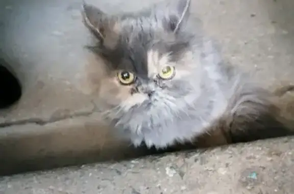 Пропала кошка Алиса в пос. Н. Ляды, подъезд №7 Мира 12