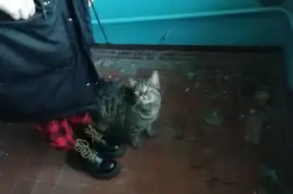 Найдена кошка на Спортивной, 20А, Кемерово