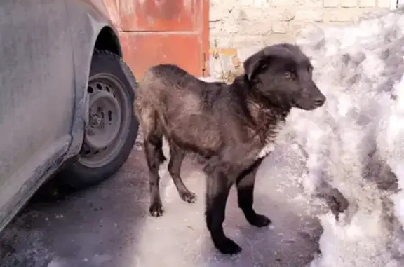 Собака на Южном проезде, Барнаул - найдена!