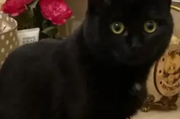 Кошки потеряшки, Казань, фото: Потеряшка кошка Ночка в пос. Царицы, ул. Гидромонтажников, 16.03.22.