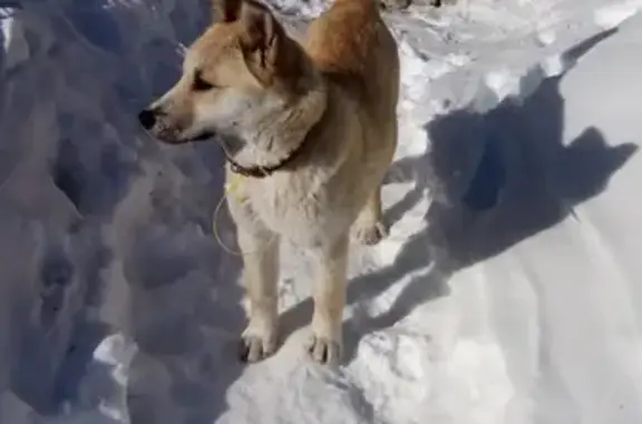 Собака с новым ошейником найдена в Асбесте