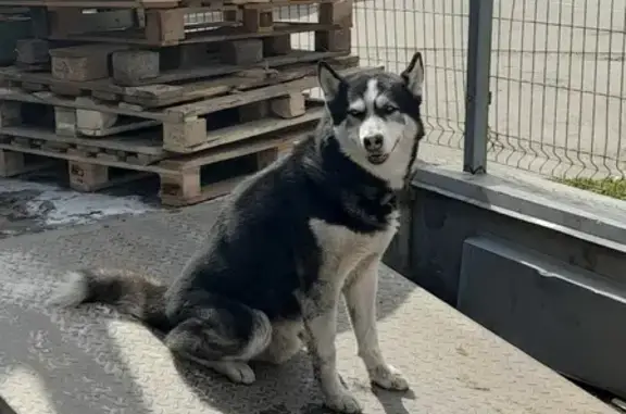 Найдена собака Хаски на Ростовском шоссе, Краснодар