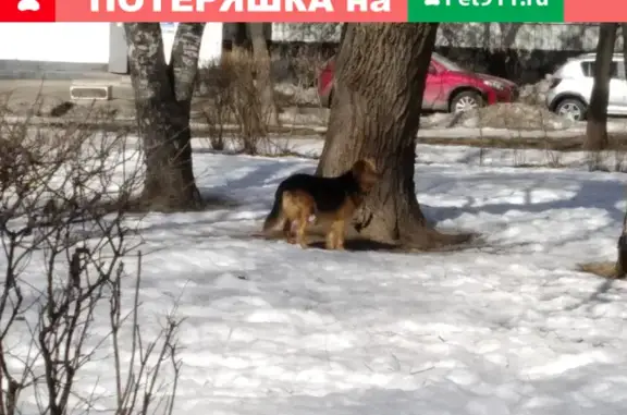 Найден пёс на ул. Искры, Москва