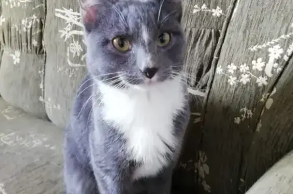 Найдена кошка на Долгоозёрной улице, СПб