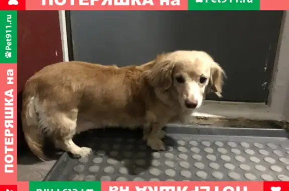 Собака найдена на пр. Андропова, Москва
