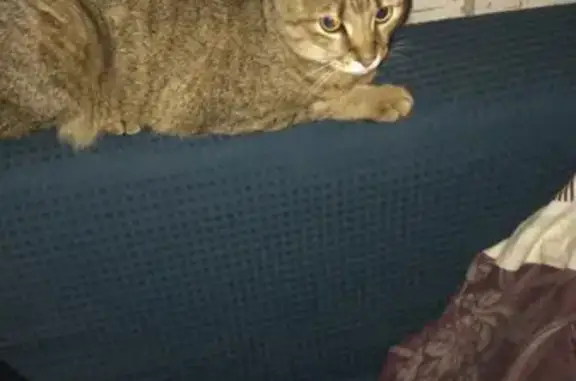 Пропала кошка Чиабатта в Северном поселке на улице Овсяной