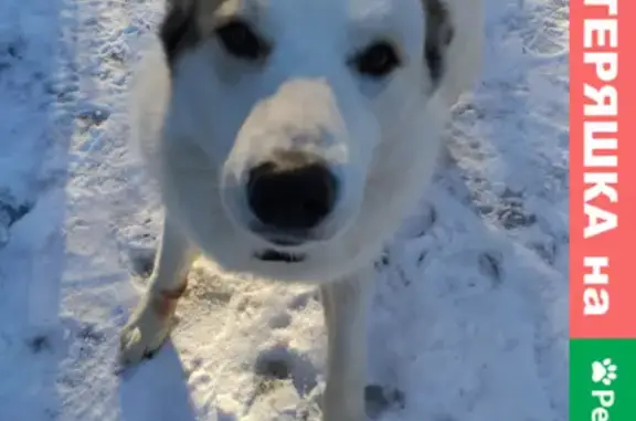 Найдена собака Лайка с GPS-ошейником в Миленино