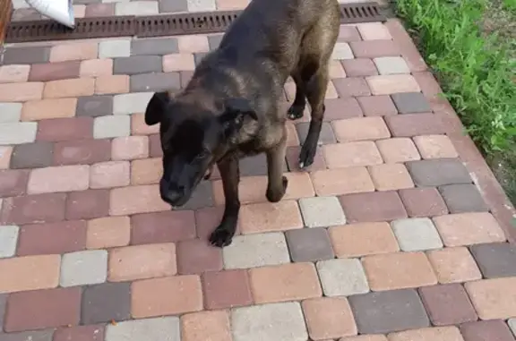 Пропала собака на улице Бабарыкина, Тамбов.