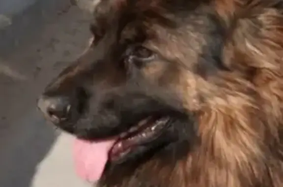 Собака найдена на станции Малиновка-Нахабино