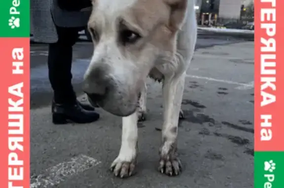 Собаки потеряшки, Санкт-Петербург, фото: Потеряшка собака около метро Озерки, СПб.