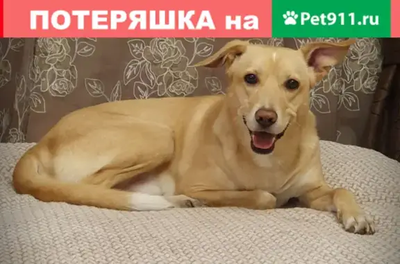Собаки потеряшки, Томск, фото: Потеряшка пёс метис лабрадора на ул. Интернационалистов, Томск