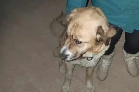 Найден крупный пёс в Романовских просторах, Тульская область
