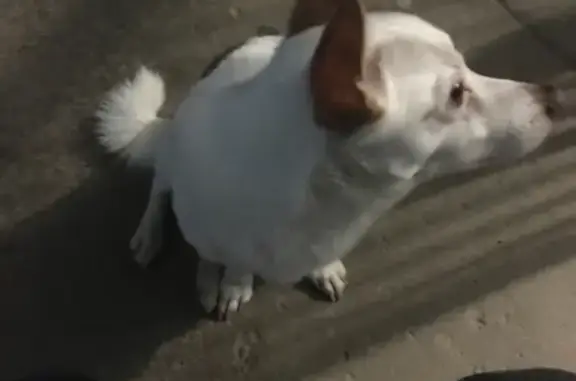 Найдена домашняя собака на пр. Мира, 17А, Чебоксары