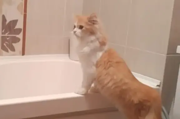 Кошки потеряшки, Тамбов, фото: Потеряшка кот Бантик на Островского 6 (Тамбов)