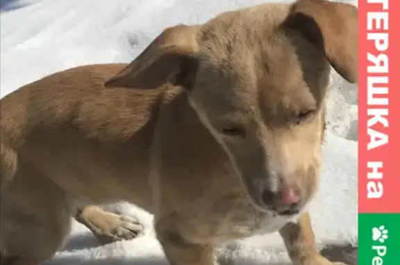 Пропала рыжая собака на ул. Ленина, Бийск