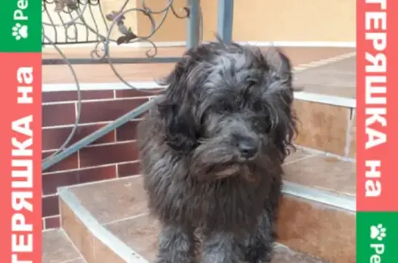 Собаки потеряшки, Калининград, фото: Потеряшка собака Арья в Заречном, Багратиновский район