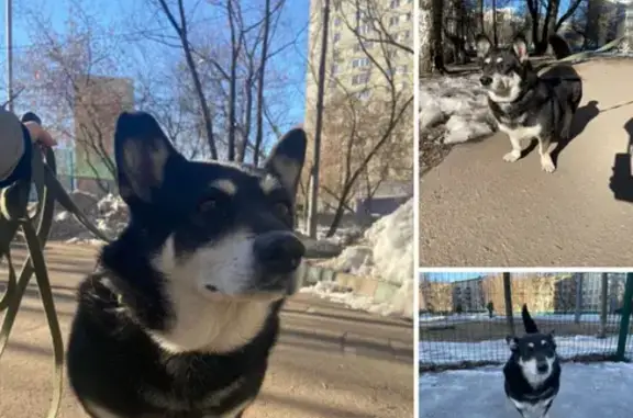 Найдена собака на Боровицкой улице