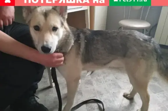 Пропал пёс Джек в Сормовском/Московском р-не, ищем на ул. Федосеенко и Орджоникидзе.