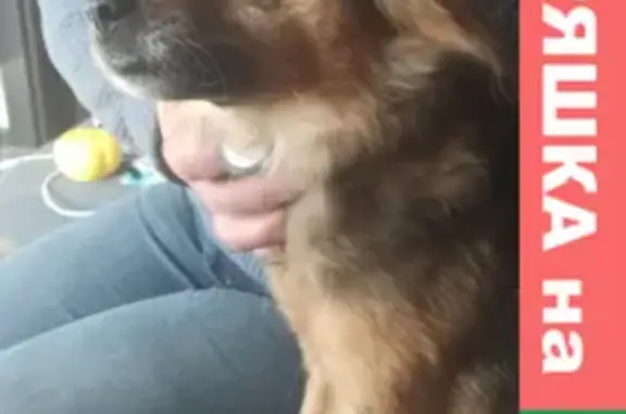 Найдена собака на станции метро Сокольники