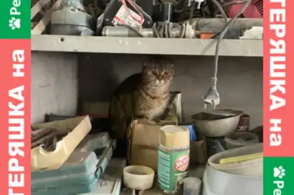 Найдена породистая кошка в Уфе