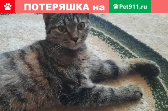 Найдена домашняя кошка возраста 6-8 мес в Бирюлево Восточное