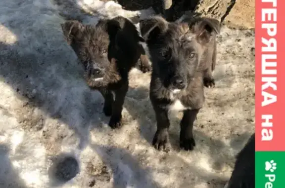 Найдена собака и щенки в Пынино, Тульская область