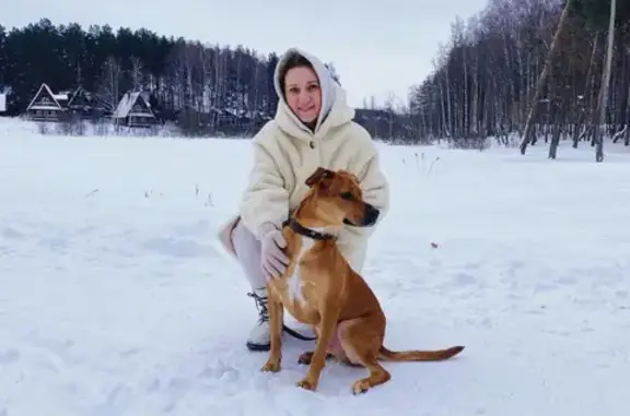 Пропала собака в Костроме 17 марта