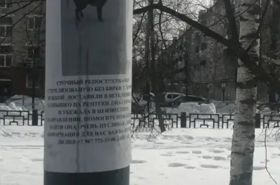 Пропала собака с хромой ножкой: найдена в ветклинике Солнышко