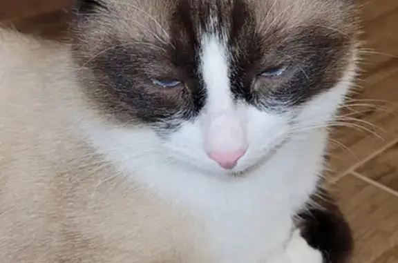 Кошки потеряшки, Санкт-Петербург, фото: Потеряшка кошка Тони в Гавсаре, вознаграждение гарантировано